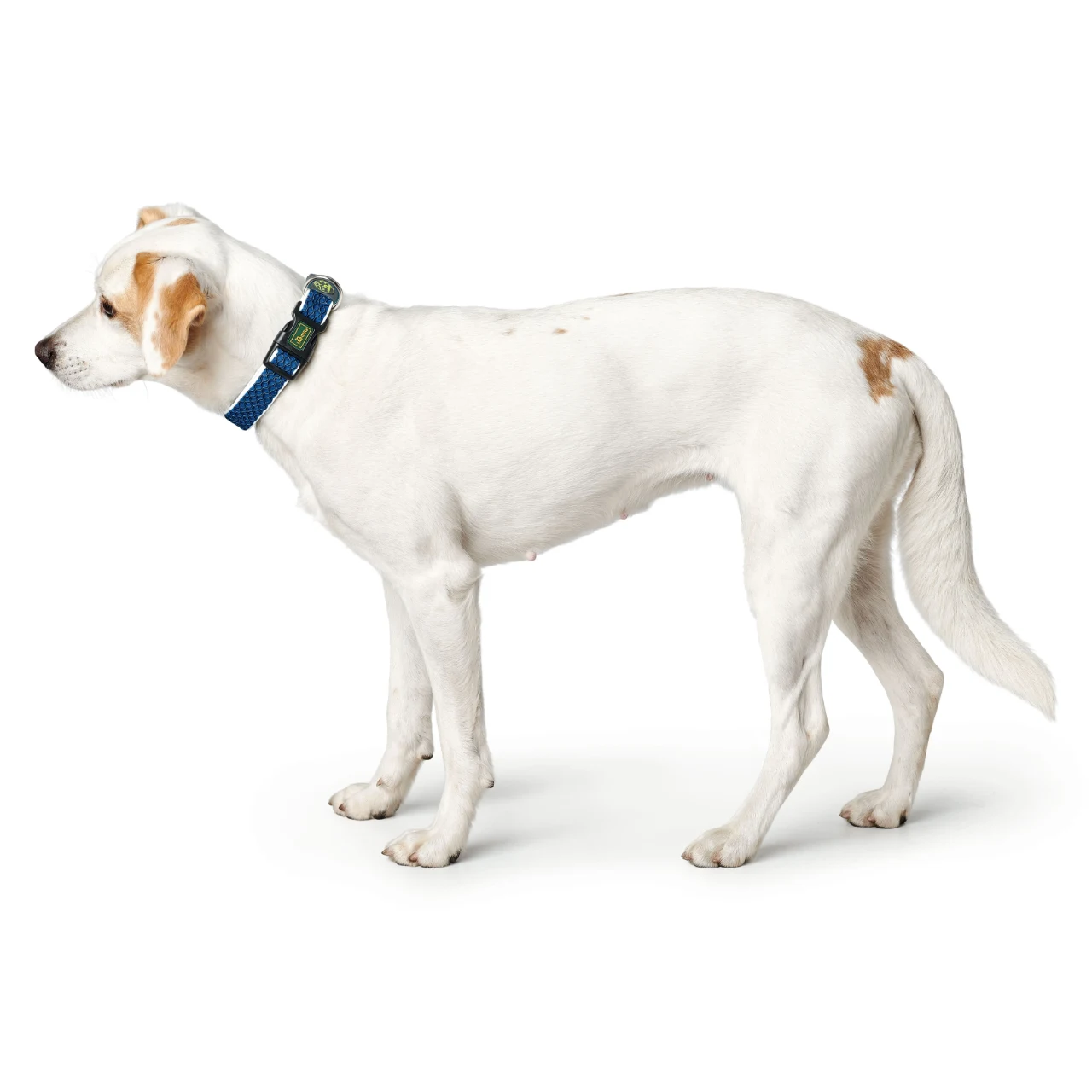 Hunter hunde halsbånd Hilo Blå M-L - justerbart hundehalsbånd (33-50 cm, B 2,5 cm)